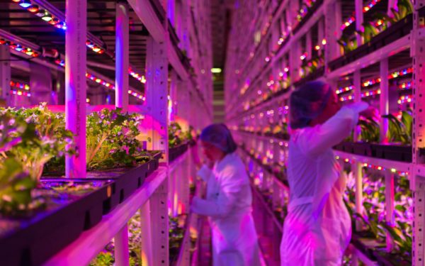 Urban farm